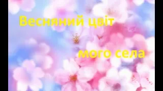 Весняний цвіт мого села