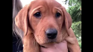 8 week fox red lab puppies