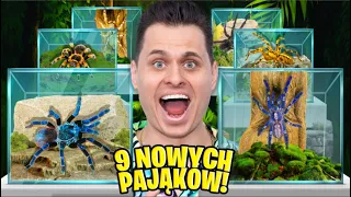 WIELKA WYSTAWA PAJĄKÓW W NASZYM DOMU! 9 NOWYCH PTASZNIKÓW!