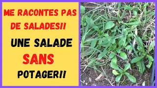 LA DOUCETTE Une salade pour l'autonomie alimentaire ( LA MACHE SAUVAGE )