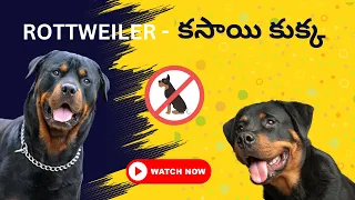 Rottweiler/రోట్‌వీలర్ (కసాయి కుక్క) breed details in Telugu