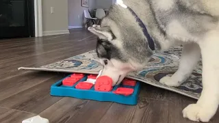 Husky Treat Puzzle