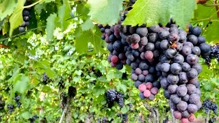 Cómo cultivar Uvas para la elaboración de Vino - TvAgro por Juan Gonzalo Angel