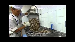 ♛ The World's Biggest Cruise Ship Full Documentary – Megafood ( Watch Full ) ♛