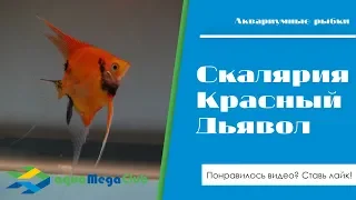 Скалярия Красный дьявол