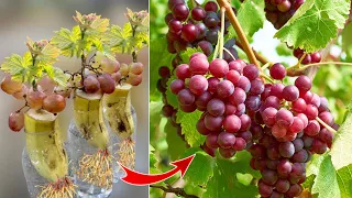 Techniques for growing grapes from grapes using Coca Cola to promote faster fruiting