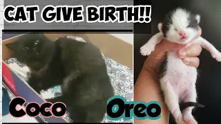 Cat Giving Birth || Birth of Oreo Kitten || Growth Stages Of Kitten 1 to 4 Weeks || Shabu's Vlog