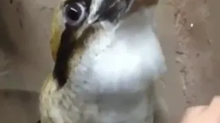 kookaburra remix (vini vici)