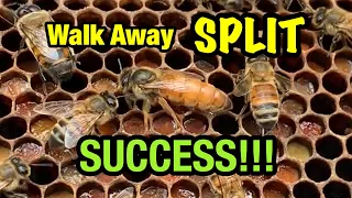 SUCCESS!!! UPDATE - 1 to 3 Walk Away SPLIT of Honey Bee Hive