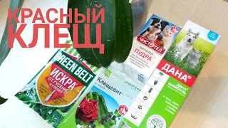 КЛЕЩ НА ОРХИДЕЕ 🕷️ Как выглядят повреждения от  паутинного клеща на листе и способы борьбы с ним.