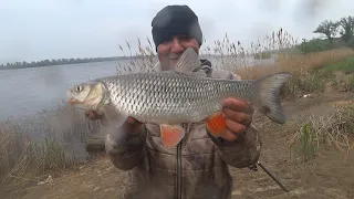 Идеальная Погода для Рыбалки Рыбалка с Берега на Реке в Дождь Ловля Голавля на Донку Закидушки