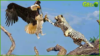 35 Moments Eagle Attacked Cub Before Mother Leopard Arrived And The Ending? | Animal Fights
