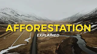 What is Afforestation? | Eco Facts | One Tree Planted