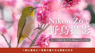 #43【カメラ初心者向け】Nikon Z6で野鳥撮影に挑戦！【写真の撮り方講座】