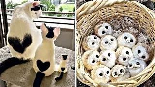 Cute Baby Animals Videos Compilation | Funny and Cute Moment of the Animals #31 - Cutest Animals