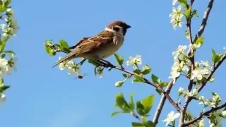 "я в весеннем  лесу"  ( пение  птиц)