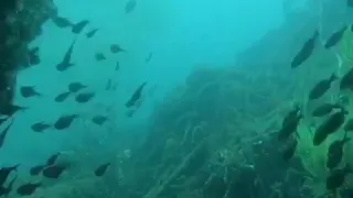 MV Produce Wreck - Aliwal Shoal MPA