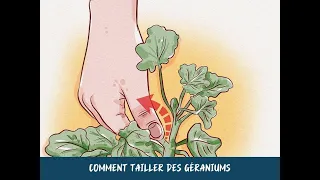 Comment tailler des géraniums