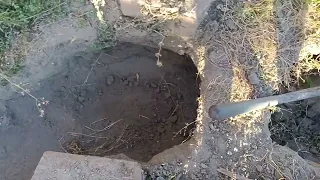Tunnel digging Dog