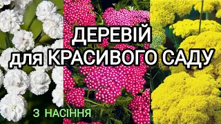 Деревій для красивого саду||З насіння