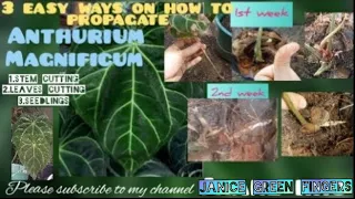 ANTHURIUM MAGNIFICUM CARE TIPS & 3 easy ways on  propagating this plant