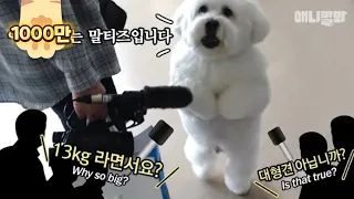 This Giant Dog Insists That He's A Maltese