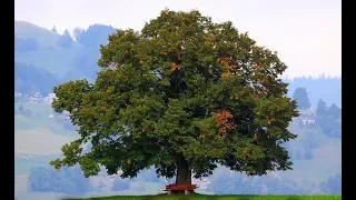 30 de mayo, Día del Árbol