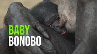 Twycross Zoo Announces The Arrival Of A New Baby Bonobo, The First To Be Born In The UK Since 2019