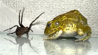 African bullfrog losing to a big spider【WARNING LIVE FEEDING!!】