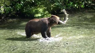 Brown Bear Catching a Salmon