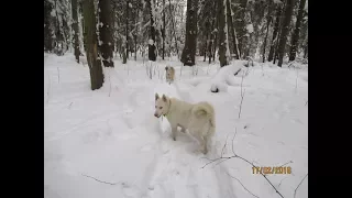 ЛАЙМА И ТАЙНА ПОДНЯЛИ ЗВЕРЯ И ПОШЛИ!!!