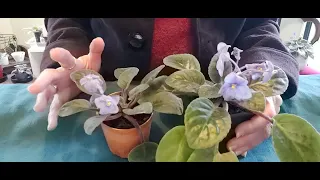 Potentially Groundbreaking NEW TREATMENT for African Violet POWDERY MILDEW ******