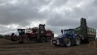 Holmer T4-40 lifting sugar beet with New Holland T7.315 PT 1!