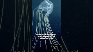 Box jellyfish | The Most Venomous Animal On Earth #shorts