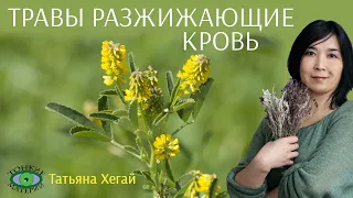 🌿 Травы для разжижения крови. Городское травничество. Татьяна Хегай