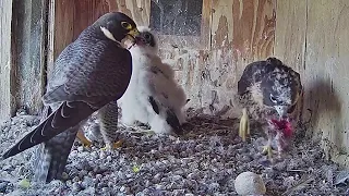 FalconCam Project~Prey by X!  Di feeds both- Indigo took the left over bird~11:50 a.m. 2022/11706