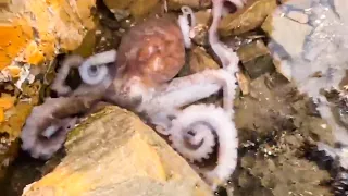 Harvested a lot of octopus on the beach, and brought home to make seafood feast