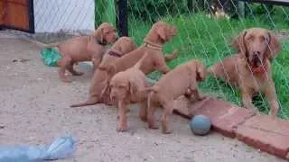 5 weeks old vizsla puppies