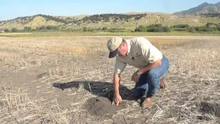 Opening a pocket gopher lateral tunnel