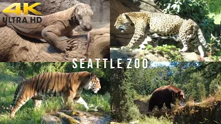 SEATTLE ZOO TOUR | KOMODO DRAGONS | Sounds & Ambience | 4K 🎧