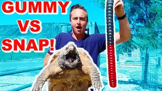 Snapping Turtle VS GIANT Gummy Worm!!!