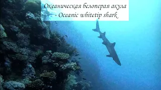 Oceanic whitetip shark - Океаническая белопёрая акула