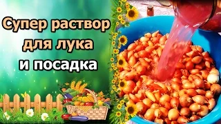 СУПЕР РАСТВОР ДЛЯ ПОДГОТОВКИ ЛУКА СЕВКА. ПОСАДКА В ОТКРЫТЫЙ ГРУНТ.