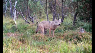 Wolfsrüde im oberen Erzgebirge, September 2021