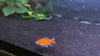 Piranhas bite goldfish Face off