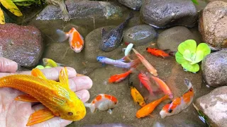 Finding colorful ornamental fish, betta fish, koi fish, channa, manfish, catfish,guppy,molly,turtles