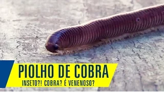 Piolho de Cobra é venenoso? Conheça um pouco mais esse "inseto" diplópode