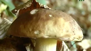 На ринках Закарпаття торгують грибами