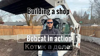 Bobcat in action/ Котик в деле