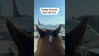 Flying with my cat and dog #corgi #dog #dogshorts #travel #dogtravel #cattravel #dogonplane